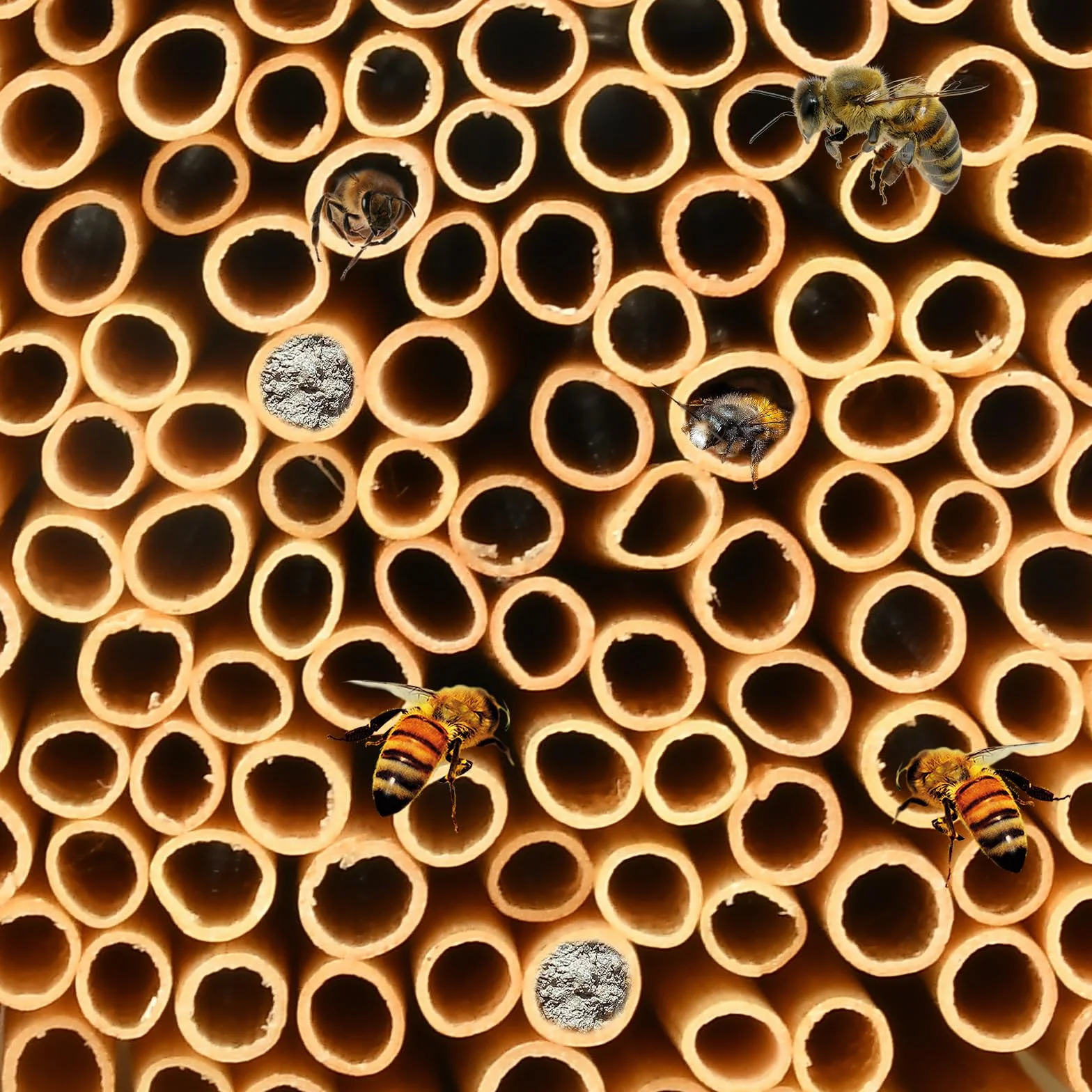 300 Pièces Tubes en Paille de Blé 14.5cm Hôtel à Insectes Diamètre 3-5 mm Kit Maison d'Abeilles