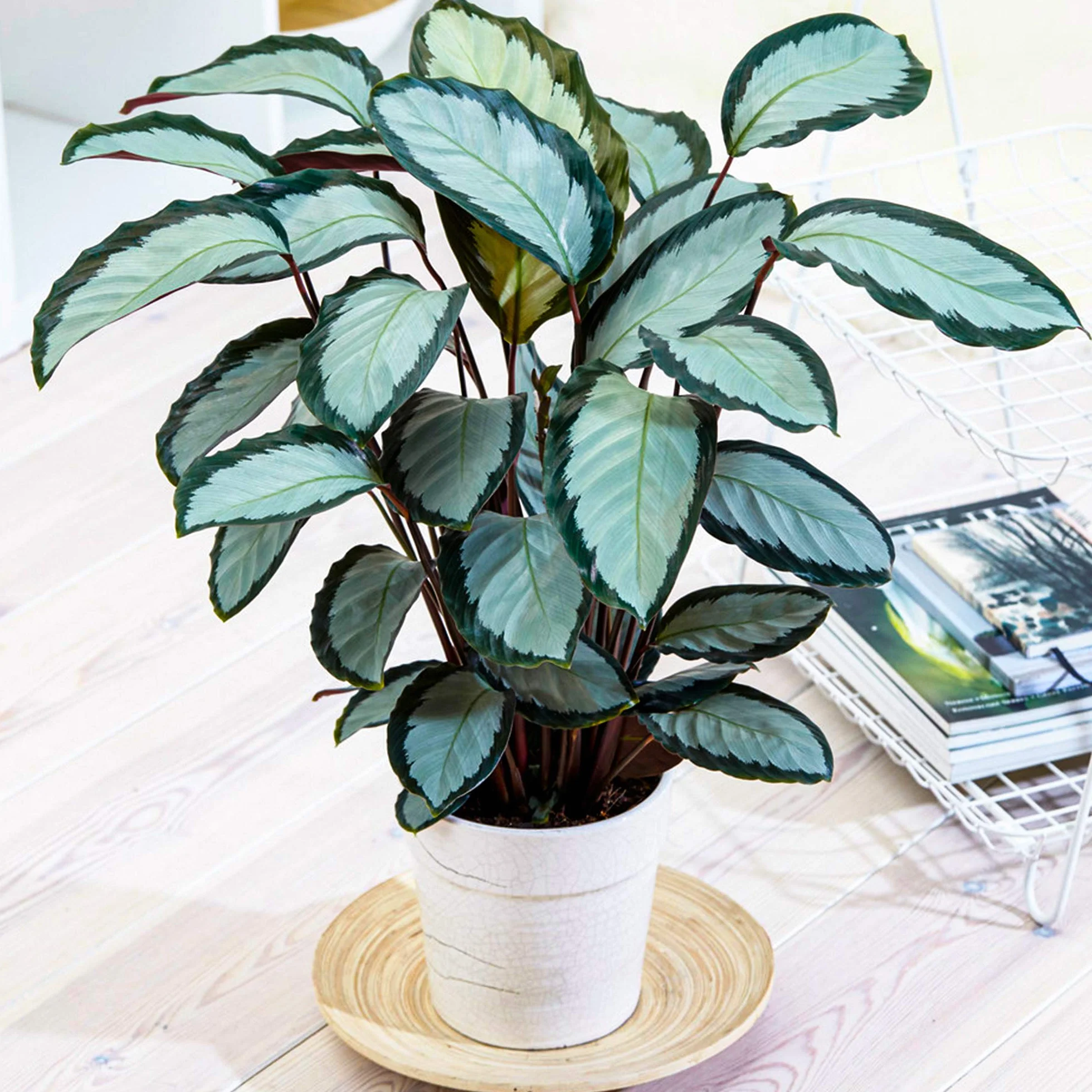 Calathea picturata 'Argentea' Plante d'Intérieur 30-40 cm Panachée Argentée