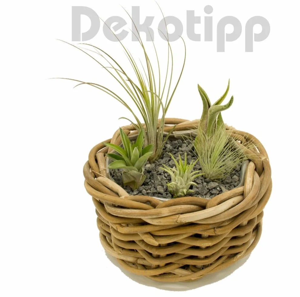 Set de 5 Tillandsia Mini Mix – Plantes Aériennes Air Plants sans Terre, Décoration