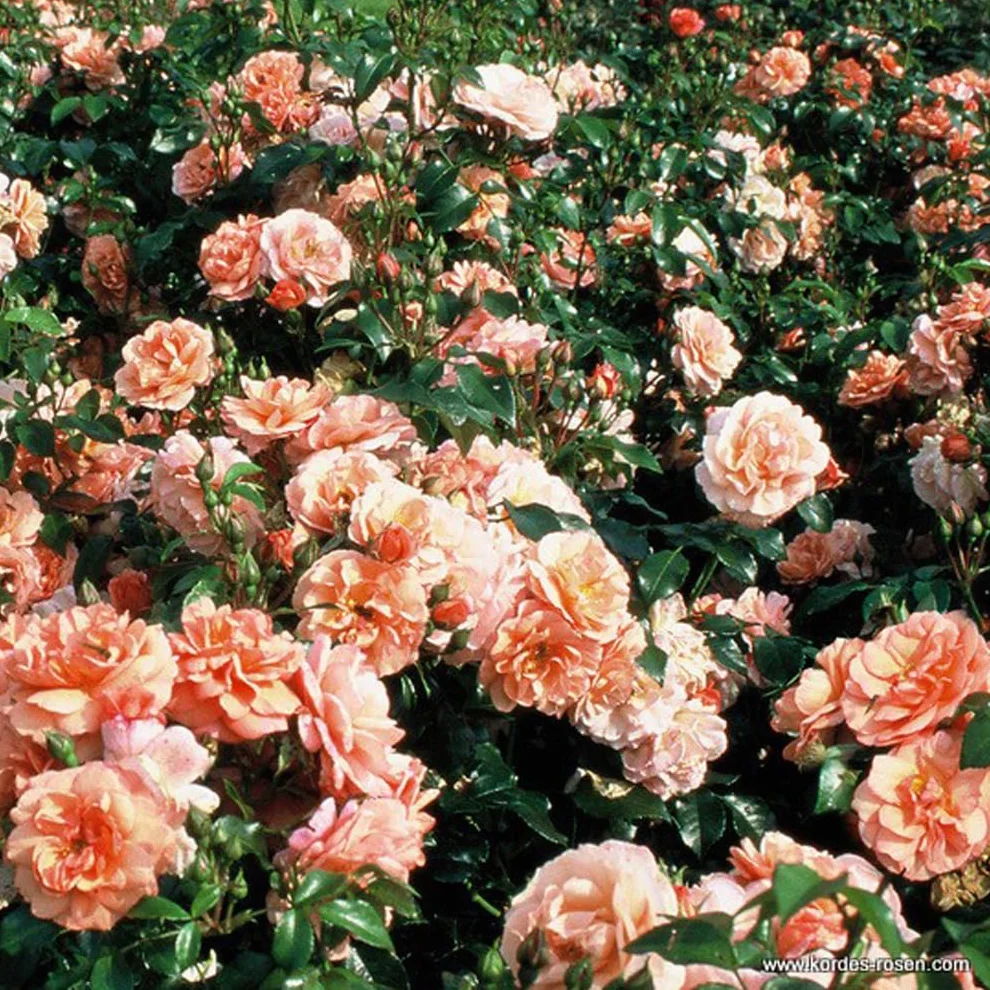 Rosier Rosa 'Aprikola' pot 25-30 cm Floraison abondante Parfumé Série Rigo de Kordes