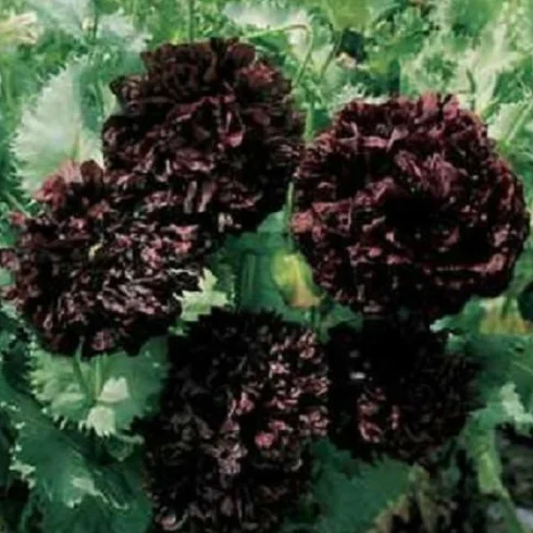 500 graines de pavot Black Pivoine annuel