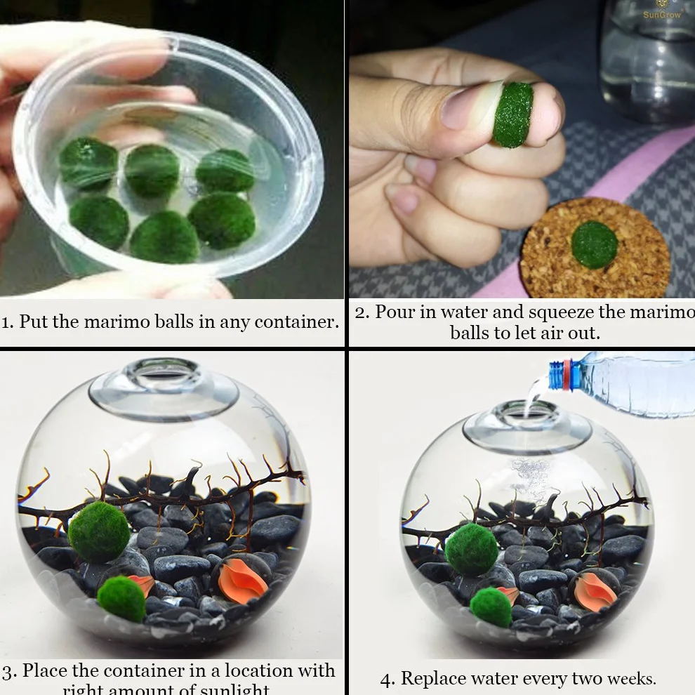 MARIMO Moss Ball X 5+1 Rare Facile Décor Usine Taille 12 mm