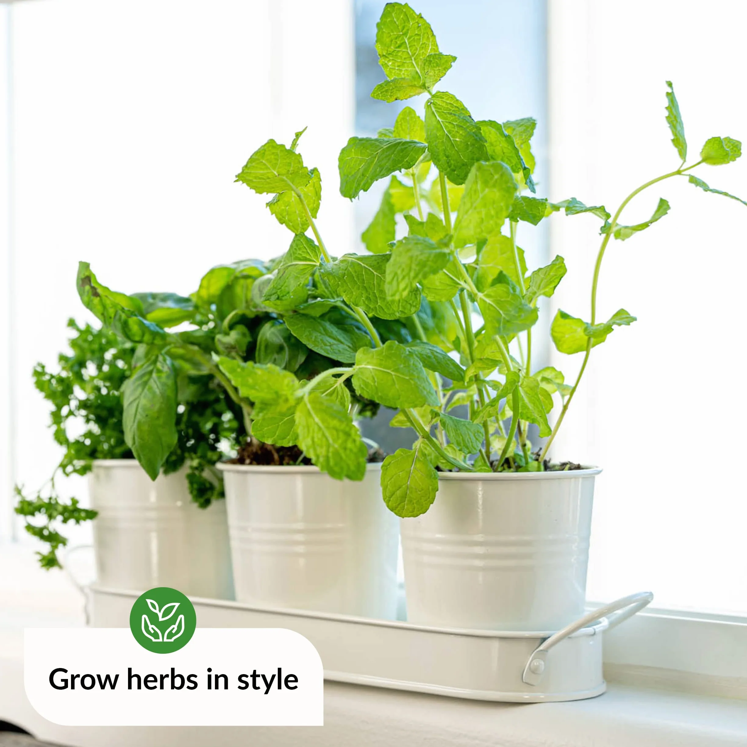 Pots Herbes Plantes d'Intérieur Plateau Kit Plantes Aromatiques Intérieur pour Basilic, Menthe, Persil