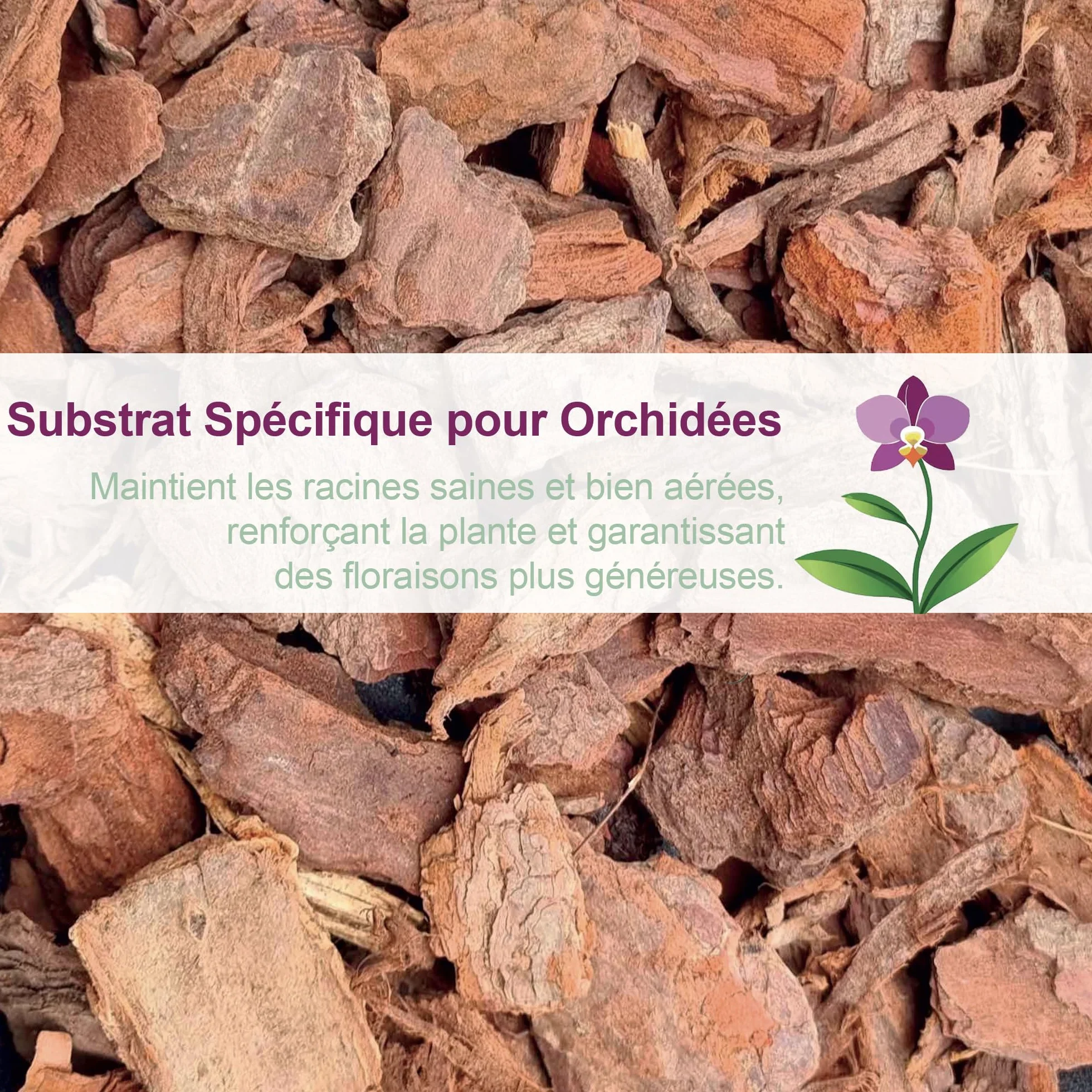 Kit de rempotage d'orchidées Ø 16 cm - Pot transparent avec drainage, soucoupe et substrat