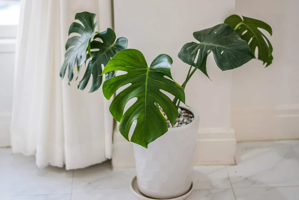 Monstera Deliciosa Plante d’intérieur Dépolluante Hauteur 70-80 cm Pot 21 cm