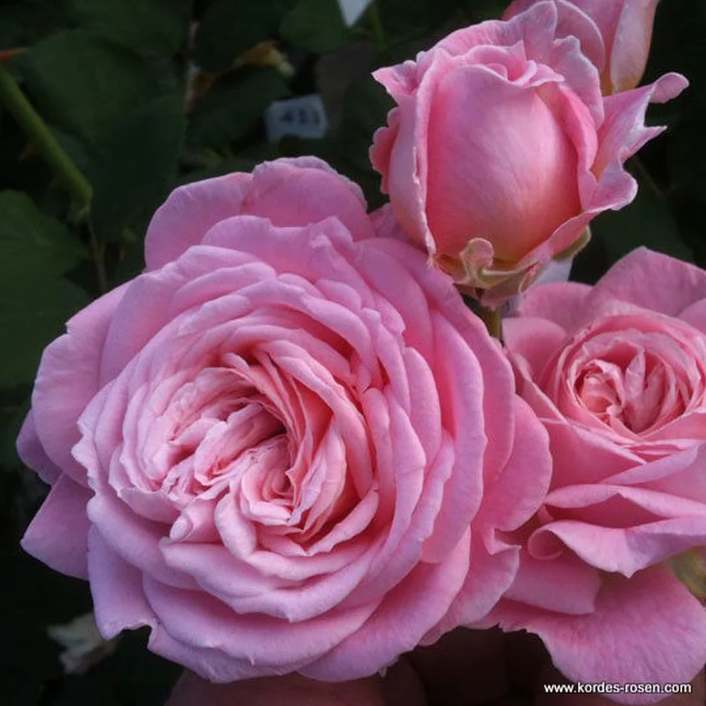 Rosier 'Rosierngräfin Marie Henriëtte' Parfuma pot 25-30 cm