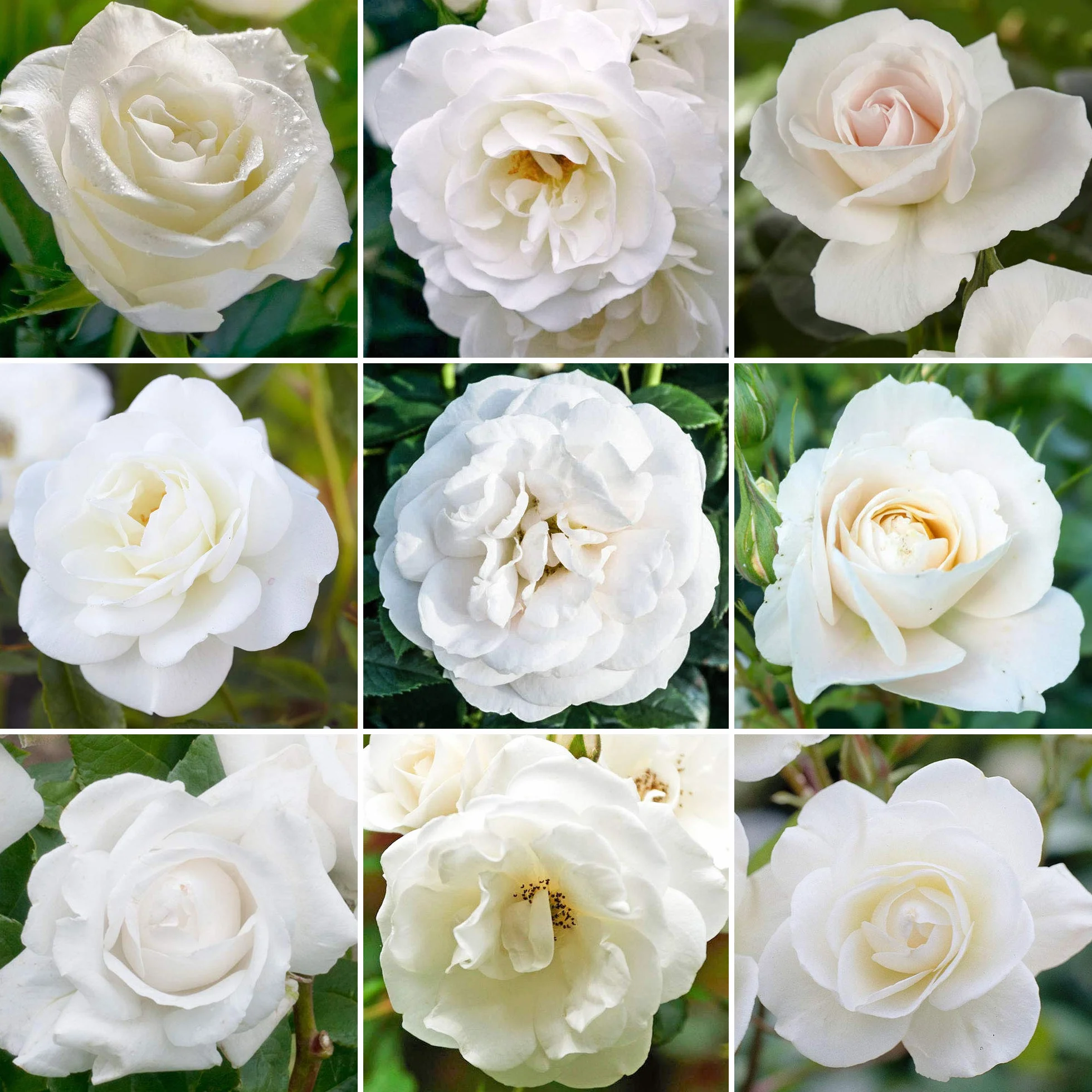 Rosier Blanc en pot | Rosiers de jardin haut de gamme avec fleurs colorées en été