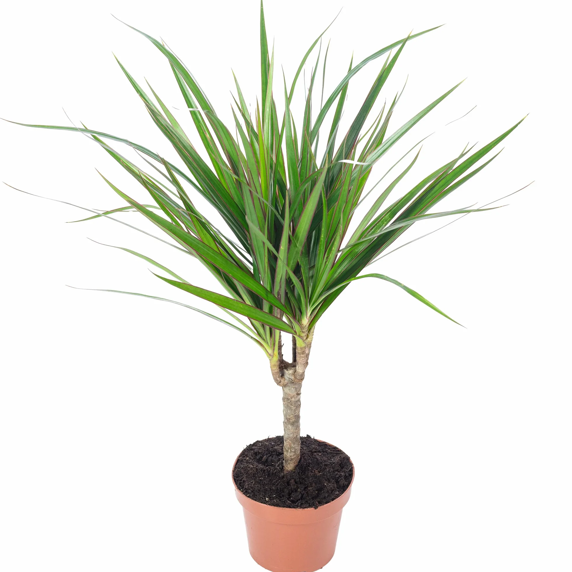 Dracaena Marginata Plante d'intérieur 35 cm Pot 12 cm