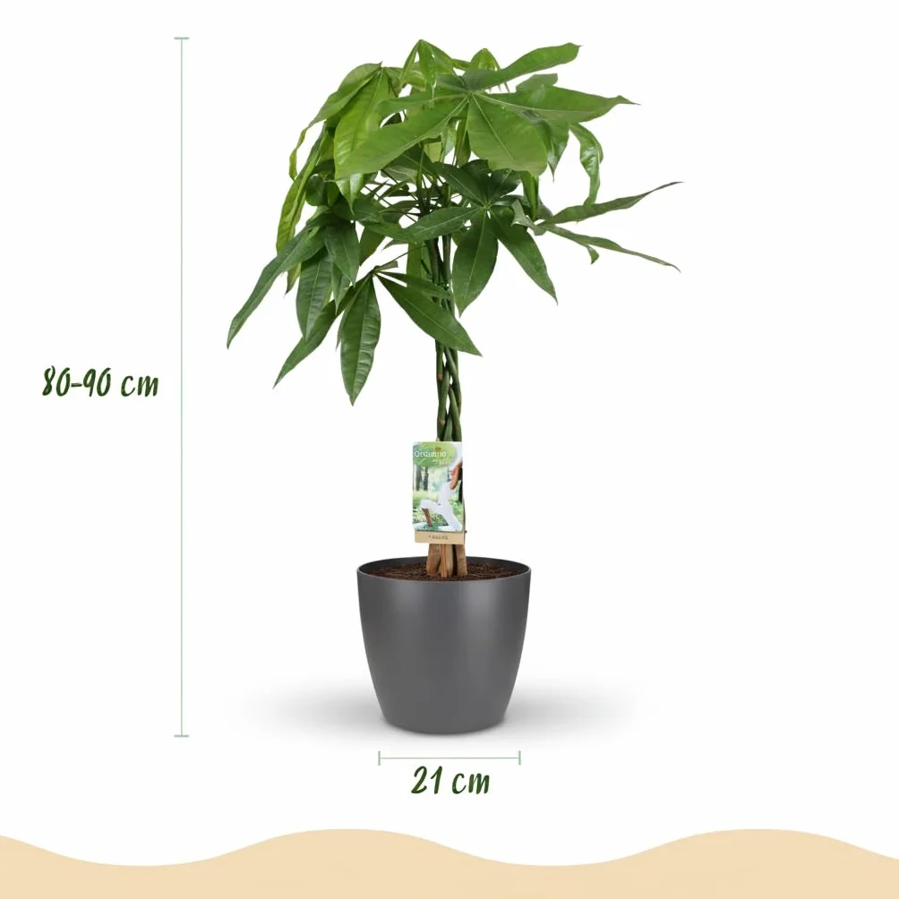 Pachira Aquatica Plante d'intérieur Arbre à monnaie Vert Pot 21cm Hauteur 75-85cm