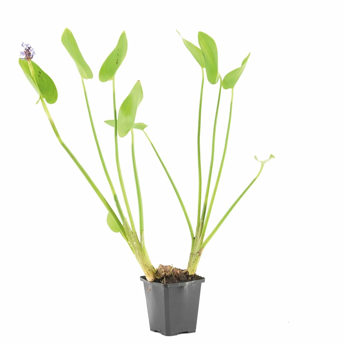 Bloomique Pontédérie Cordata Jacinthe d’eau Plantes aquatiques Rustique Hauteur 10-20 cm Pot 9 cm