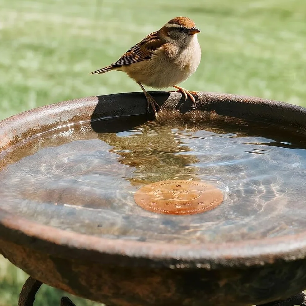 Disque en cuivre pur 99,99% pour bain d'oiseaux diamètre 100 mm