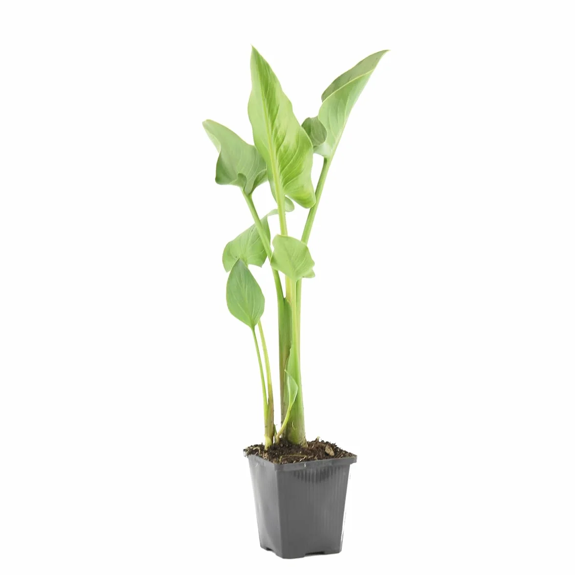 Bloomique Zantedeschia Aethiopica Arum blanc Plantes de bassin Résistante au gel Hauteur 10-20 cm Pot 9 cm