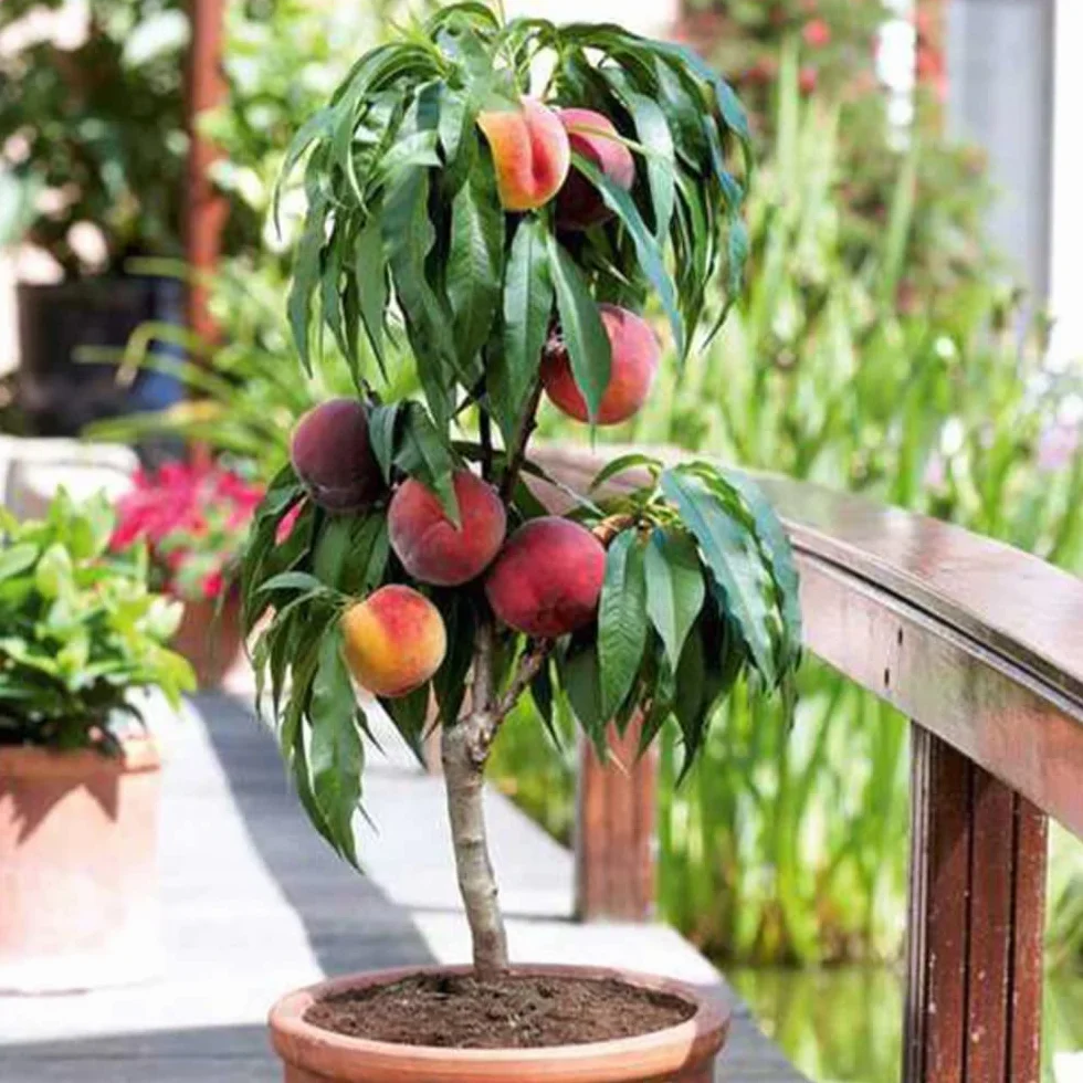 Arbres fruitiers colonnaires lot de 6 80/100 cm hauteur cerisiers pommiers poiriers
