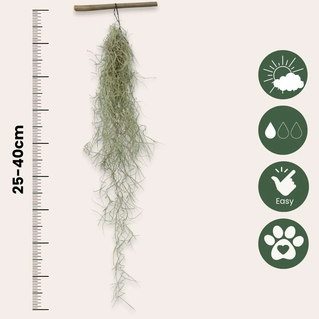 Tillandsia Usneoides 'Mousse espagnole' - Set de 3 - Plante d'ambiance d'intérieur - Hauteur 25-40cm