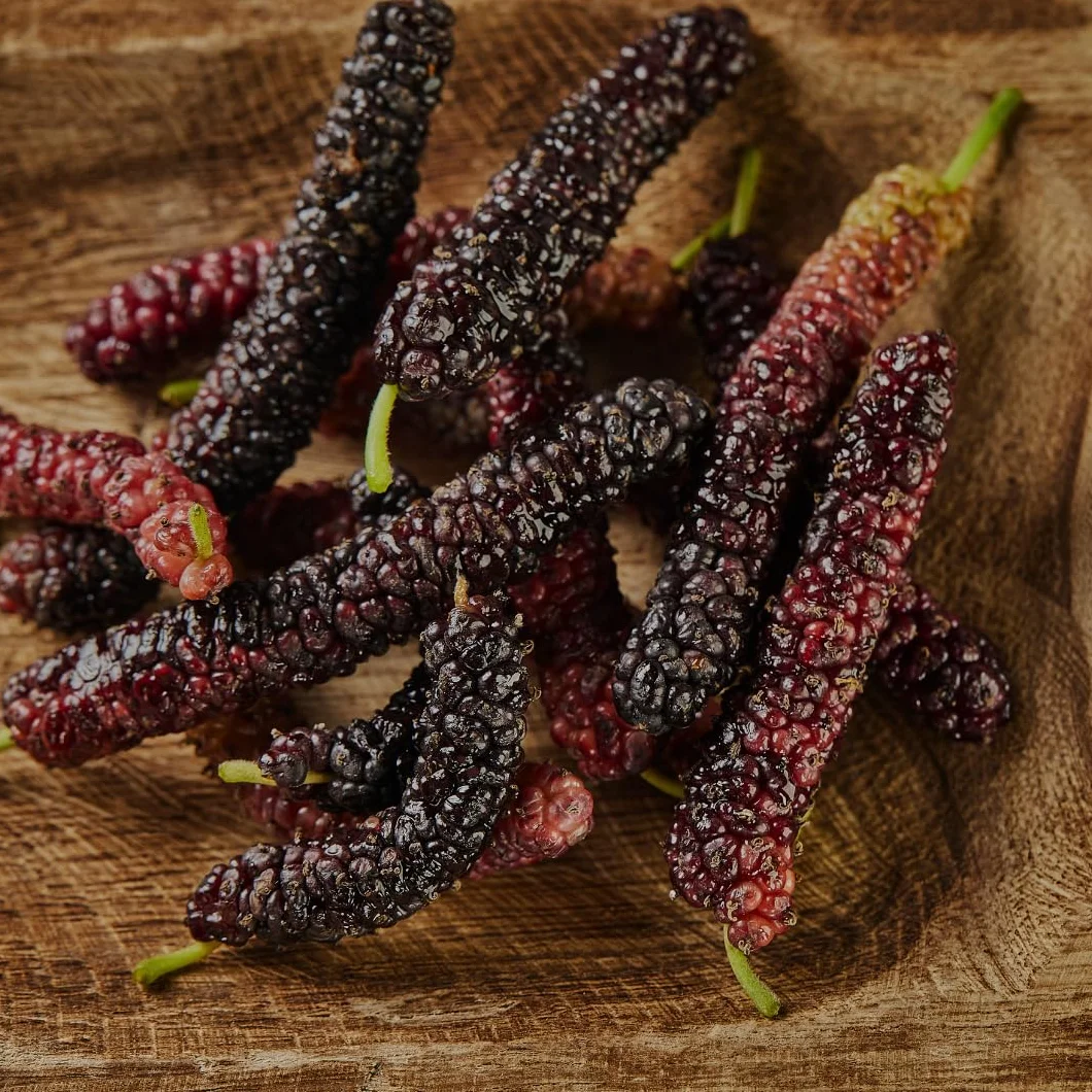Mûrier noir du Pakistan Arbres fruitiers 150~170 cm 2 ans Pot 20 cm