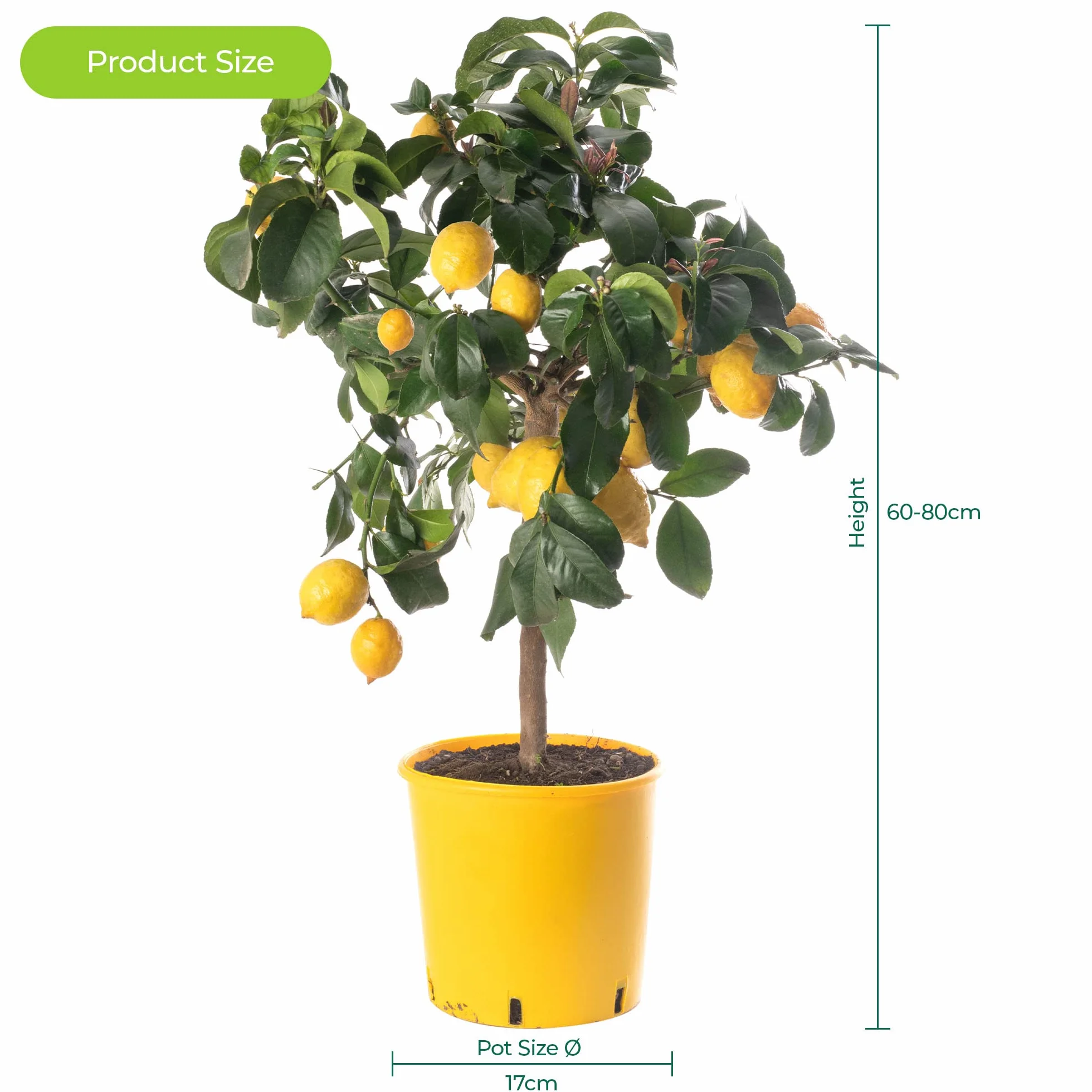 Drzewko cytrynowe Grand arbre d'agrumes - uprawa w domu i ogrodzie