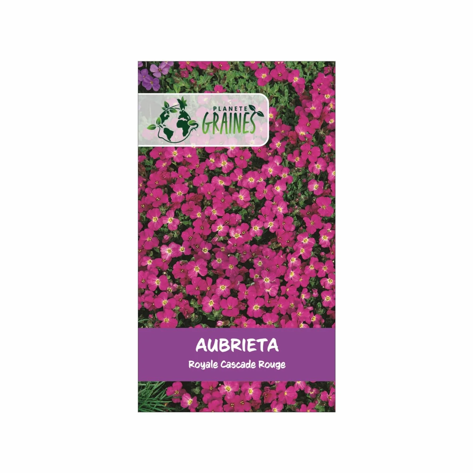 Aubrieta Cascade Royal Red - Aubriète Rouge Intense 500 graines pour Muret Rocaille