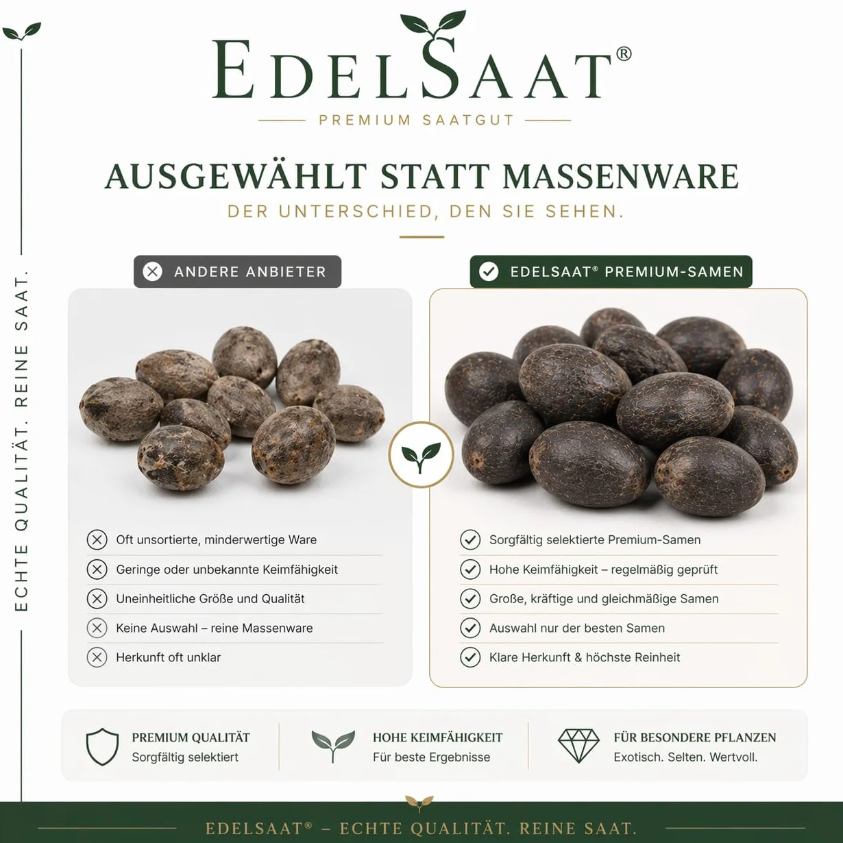 Nelumbo Nucifera Lotus Seeds – 30 graines de lotus premium, Résistant à l’hiver, Pour bassins et jardin