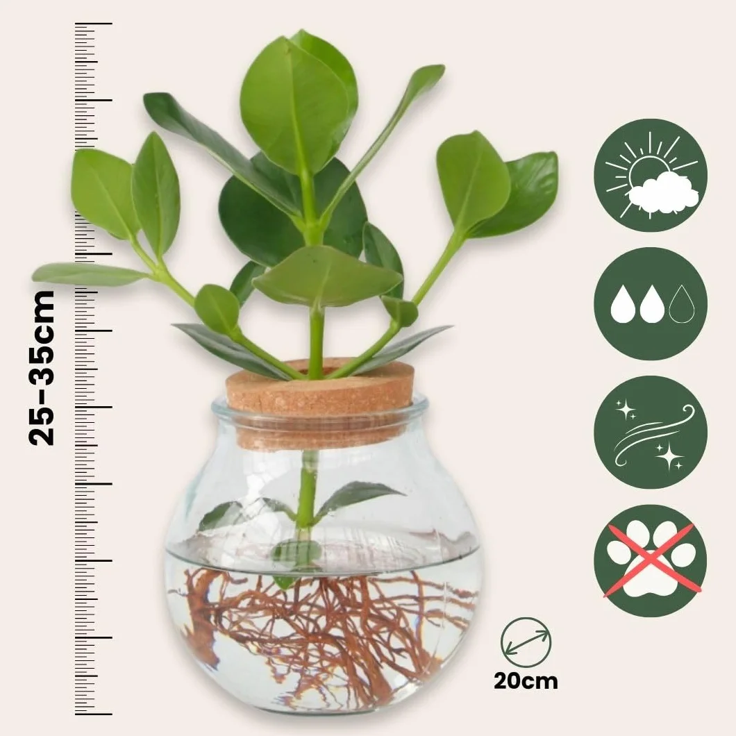 Clusia en verre Hydroponique Plante d'intérieur dans l'eau