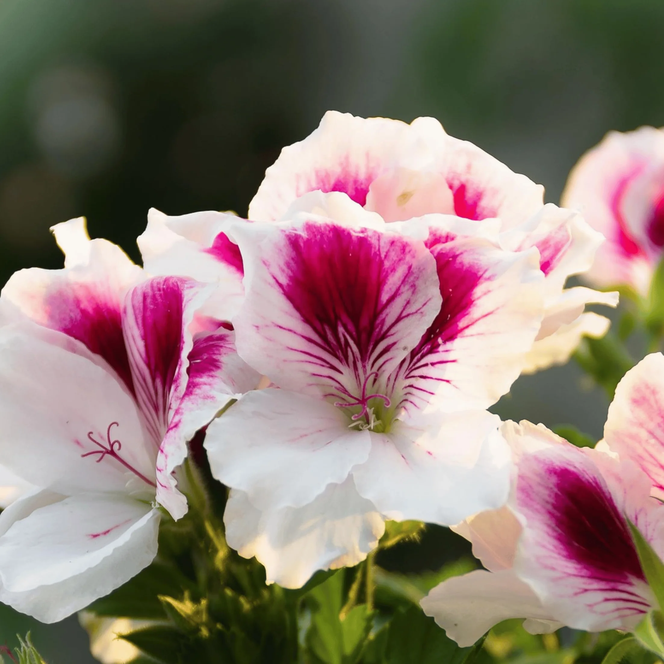 Set de 6 Géranium Pelargonium Orange Fizz, Pink Capitatum, Lizzy - Plante anti-moustique - Pot 10,5cm - Hauteur 15-25cm