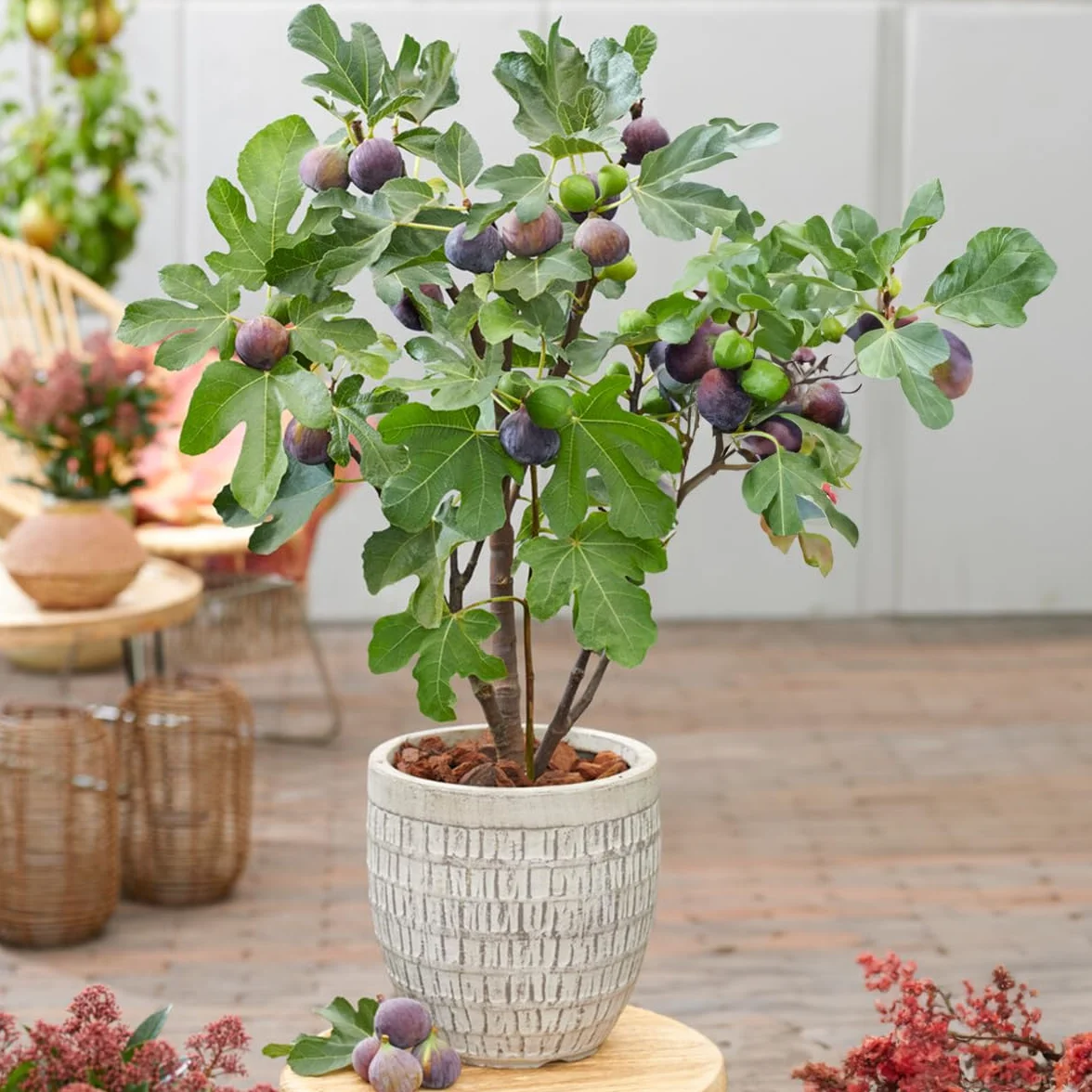 Bloomique Ficus Carica 'Brown Turkey' Figuier Arbres fruitiers Pot 14 cm Hauteur 60-70cm