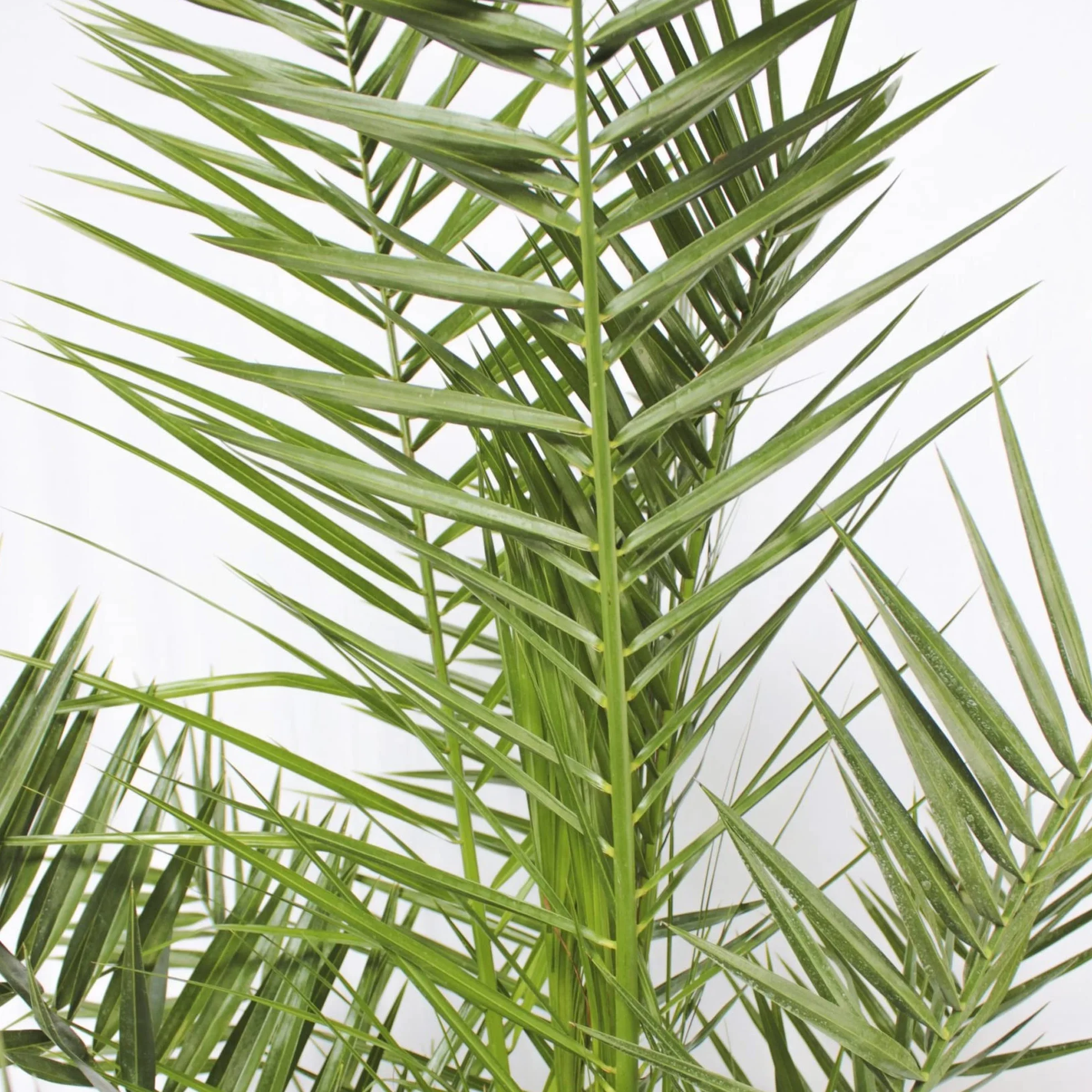Palmier dattier des Canaries Phoenix Canariensis Pot 19 cm Plante exotique d'extérieur