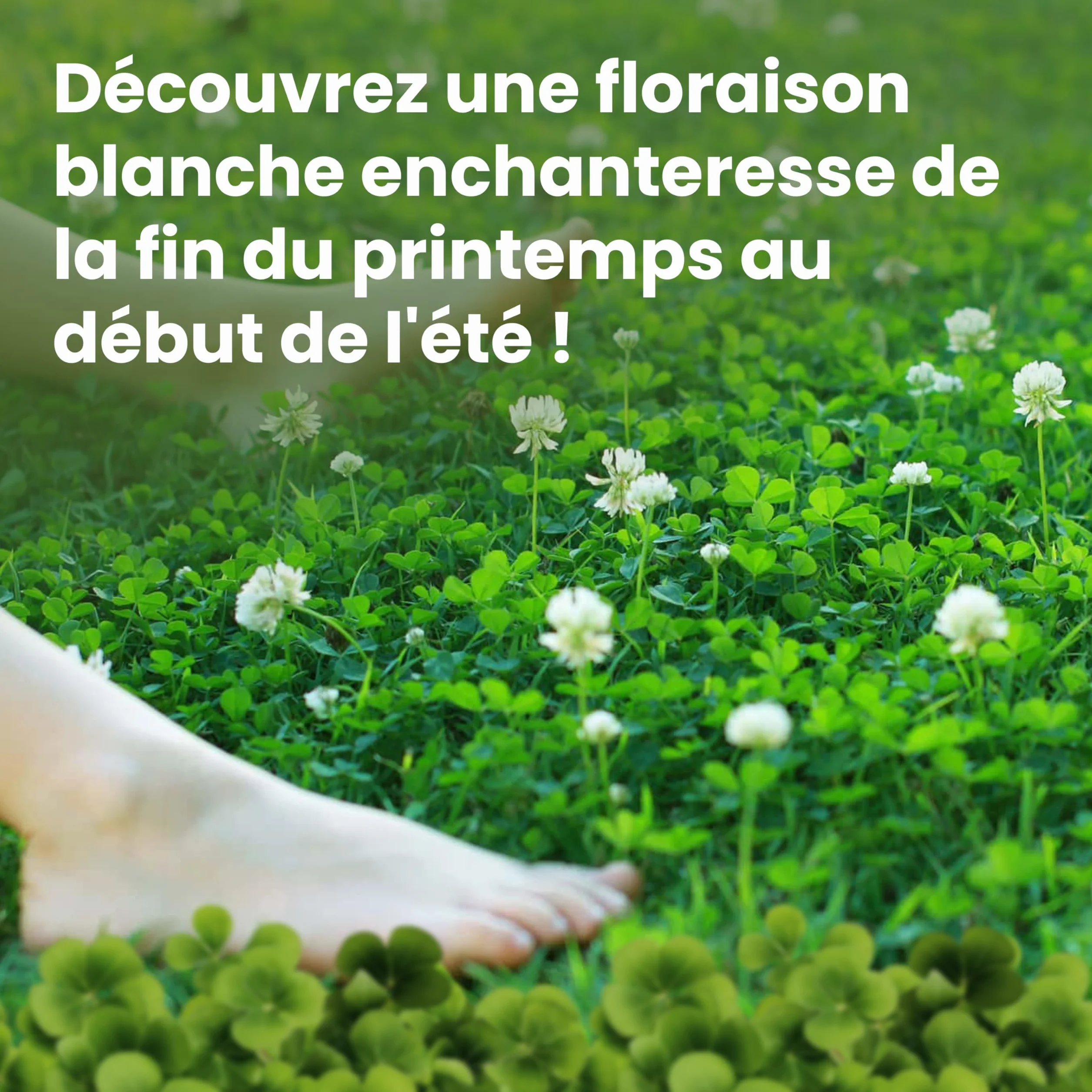 LERAVA® Trèfle blanc 50 m² Fixateur d’azote naturel Couverture strisciante Améliore la fertilité du sol Pour pelouses et jardins