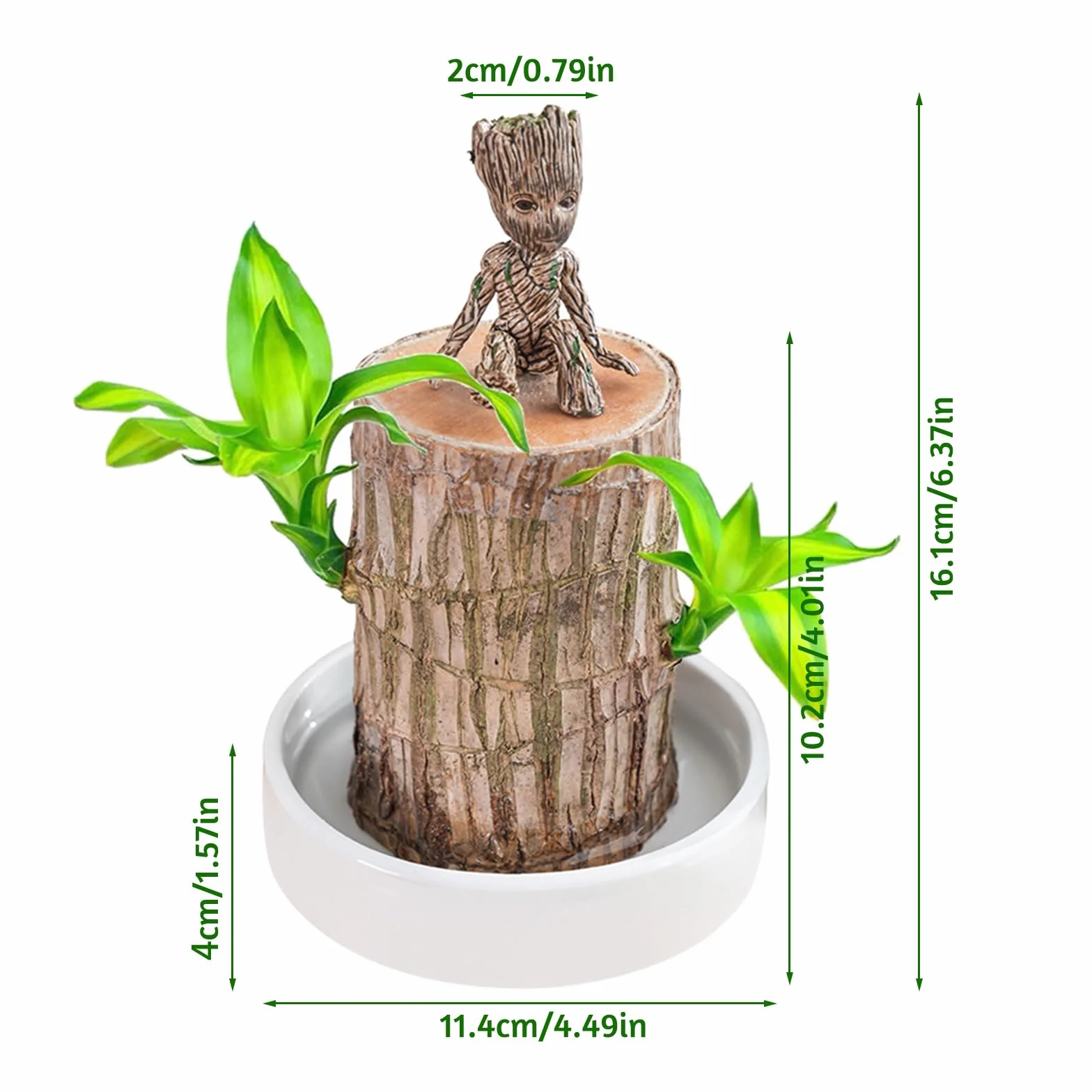 Bambou porte-bonheur brésilien Lot de plantes avec pot ornements Hydroponique Décoration bureau