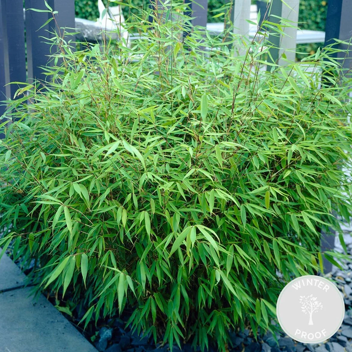 Bloomique Lot de 2 Fargesia Rufa Bambou Non traçant Rustique Persistant Hauteur 40-60 cm Pot 17 cm
