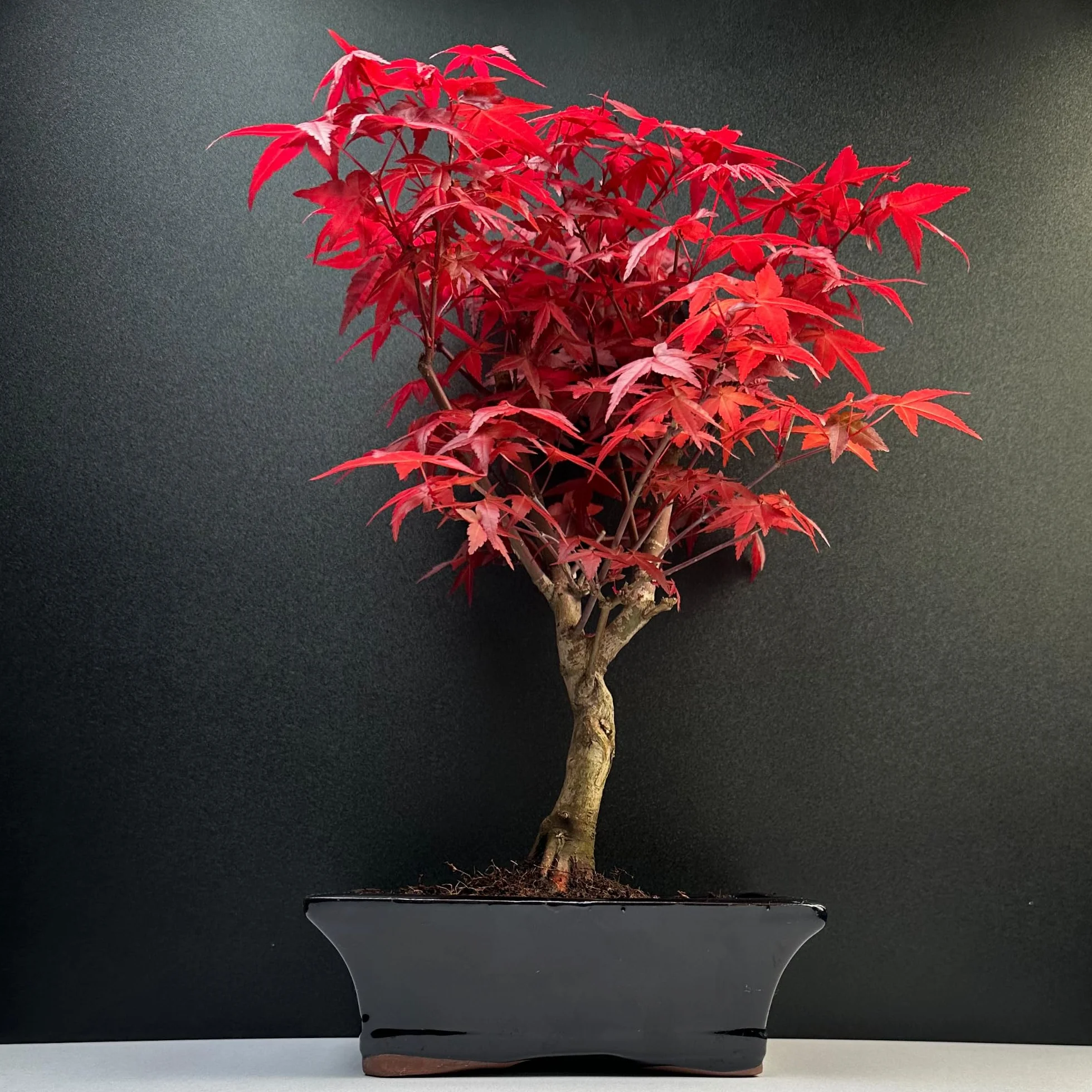 Bonsaï Érable Japonais Acer Deshojo P20 25-30 cm