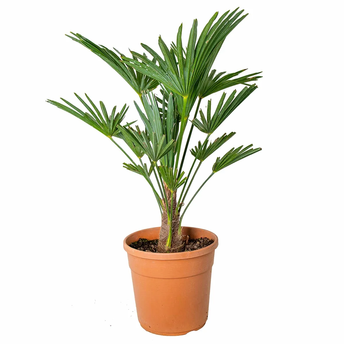 Trachycarpus Wagnerianus Palmier éventail rustique 60-80 cm Pot 21 cm