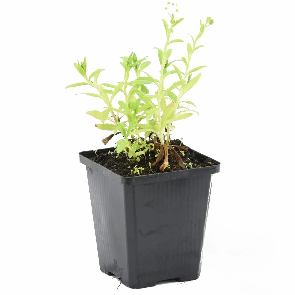 Bloomique Myosotis Palustris Plantes de bassin Plantes aquatiques Rustique Hauteur 10-20 cm Pot 9 cm