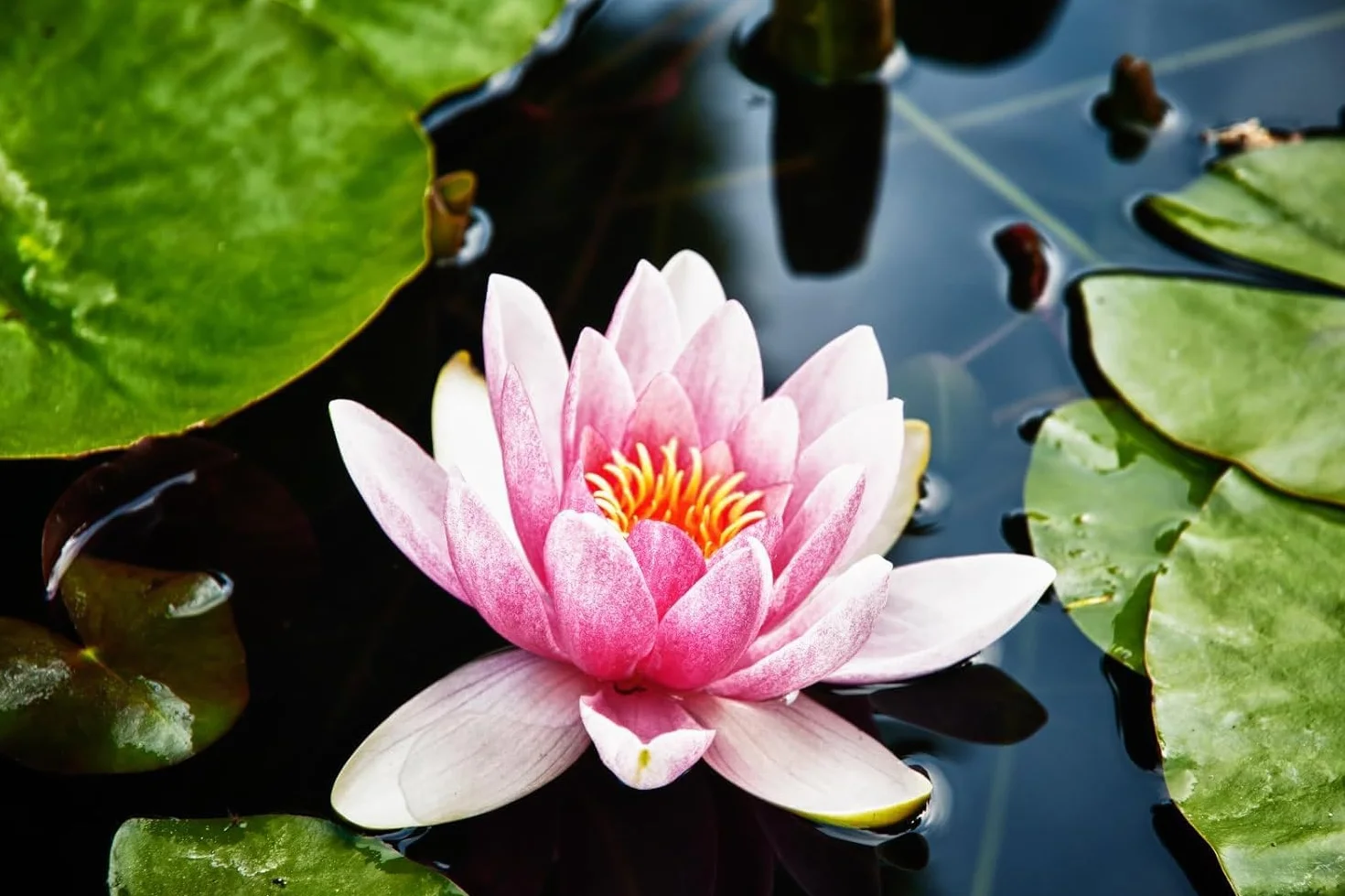 Lotus Lot de 40 pièces pour mini étangs, bols et chambres