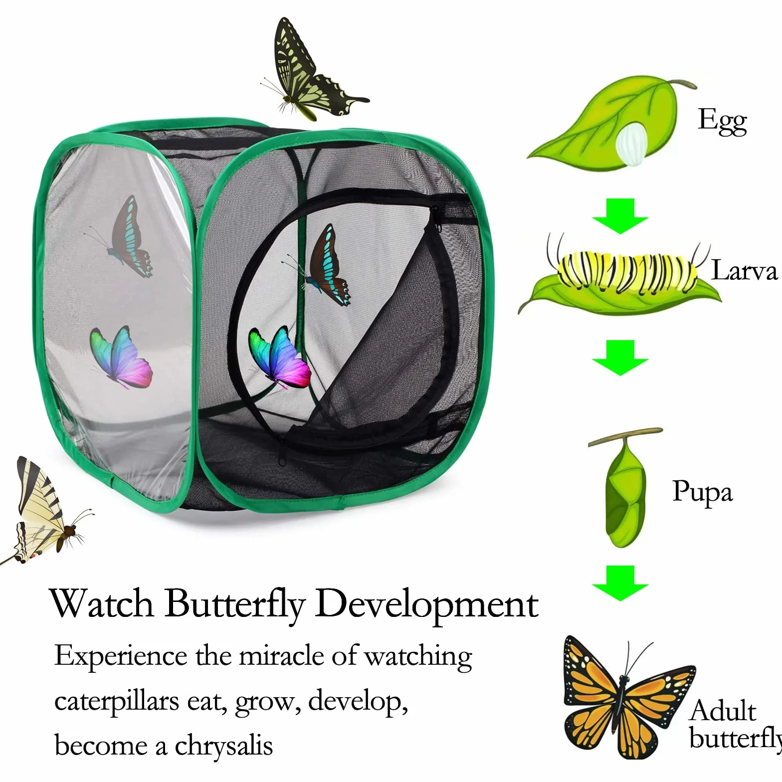 Hôtel à Insectes Pliable avec Cage Transparente pour Papillons