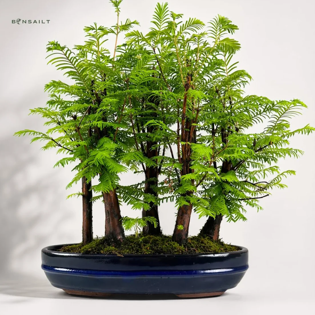 Forêt Métaséquoia Bonsaï 29 cm Arbre préhistorique vivant d'intérieur/extérieur Plante décorative