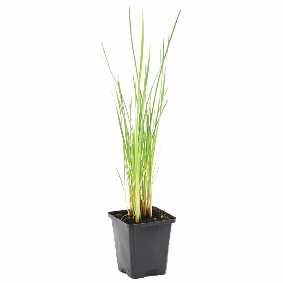Typha Latifolia Grand Massette Cigare des marais Plantes de bassin Résistante au gel Zone 2-3 Hauteur 15-25 cm Pot 9 cm