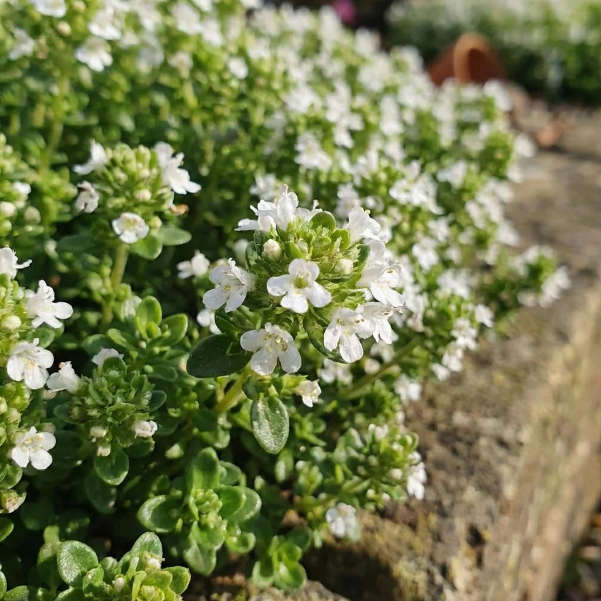 Bloomique Thymus Albiflorus Thym Rampant Rustique Vivace Couvre-sol 10-20 cm Pot 9 cm