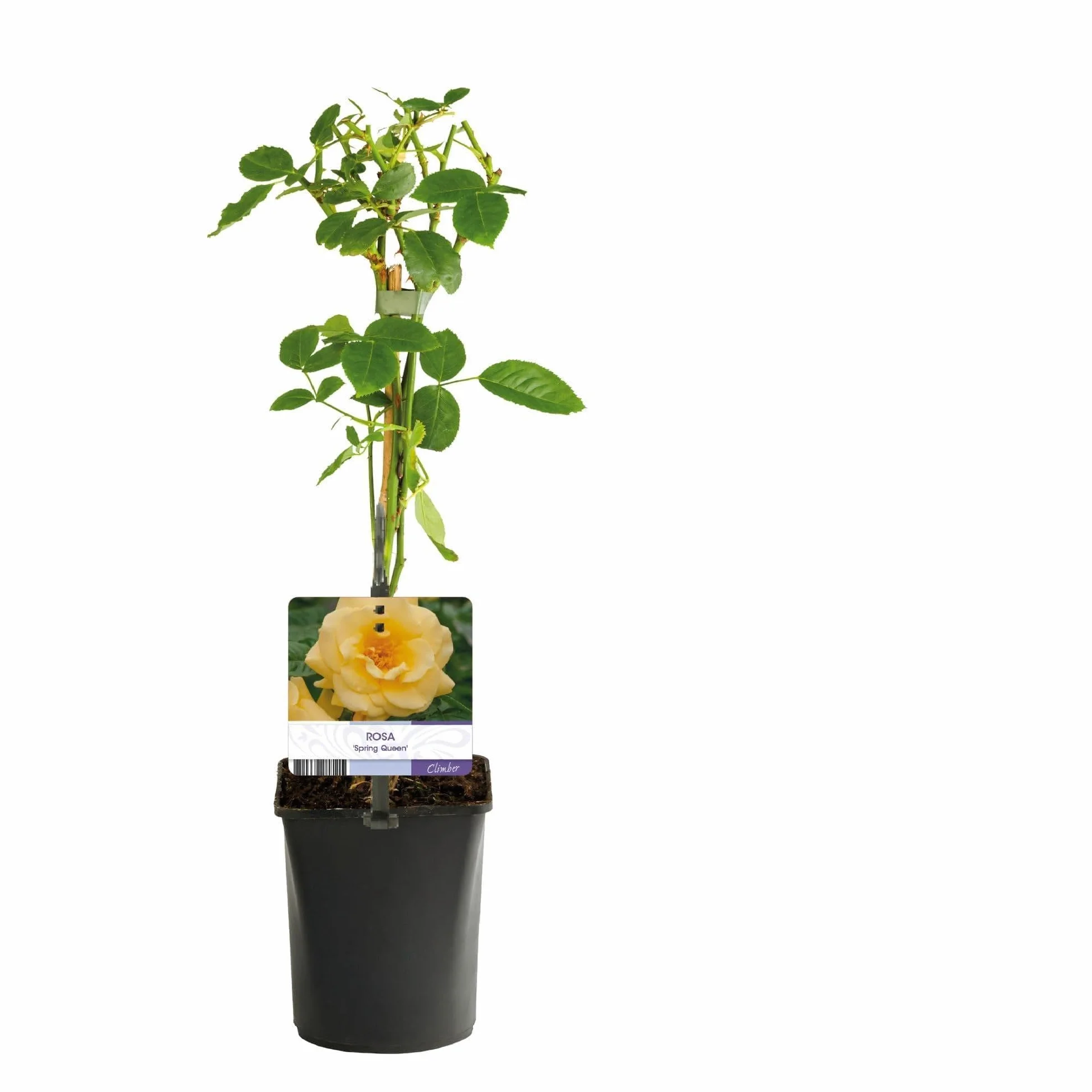 GreenboutiQ Rosier grimpant Rosa Spring Queen 2 plantes Pot 11cm Hauteur 40cm