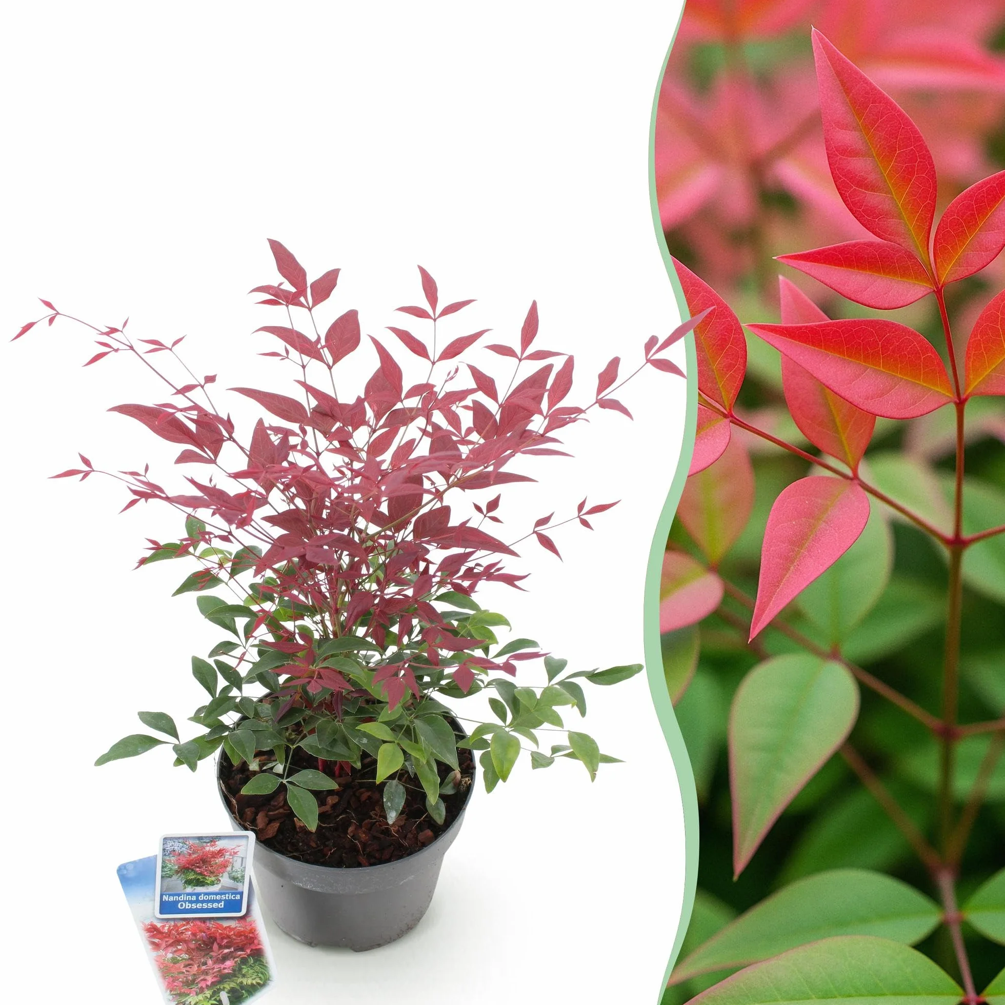Nandina Obsessed Plante de jardin Persistante Pot 17cm Hauteur 45cm
