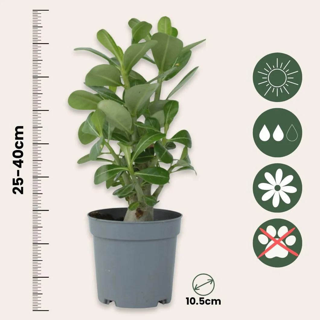 Adenium Obesum Rose du désert 25-40cm Pot 10,5cm Plante d'intérieur fleurie