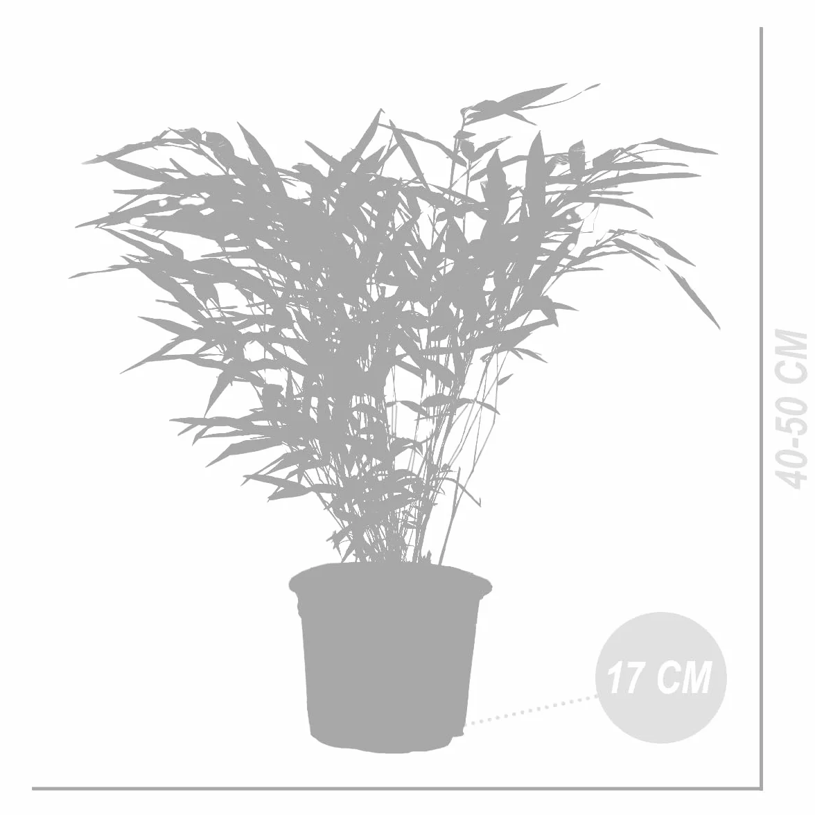 Bloomique Lot de 2 Fargesia Rufa Bambou Non traçant Rustique Persistant Hauteur 40-60 cm Pot 17 cm