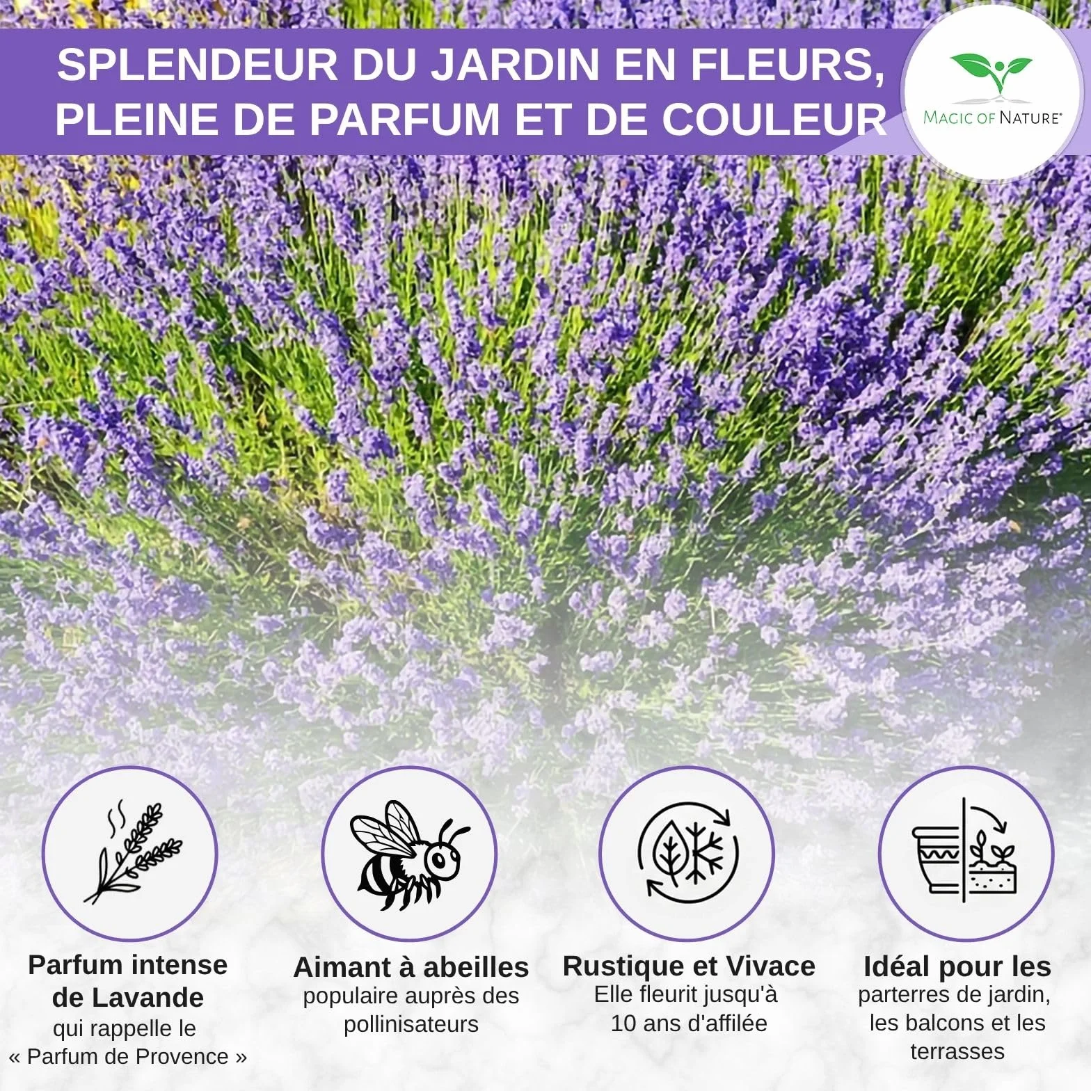 Graines de Lavande Vraie 150 Pcs – Semis Rustique Vivace – Plante Odorante pour Jardin