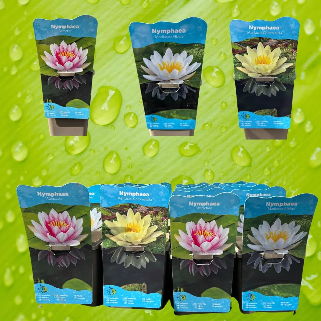 Nymphaea Plante de bassin résistante à l'hiver blanc pour étangs de jardin