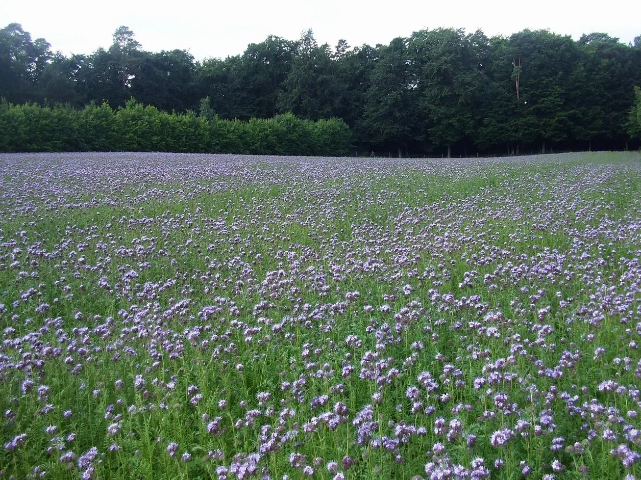 Graines de Phacélie Phacelia Tanacetifolia Floraison Rapide Riche en Nectar pour Abeilles et Papillons 500 g - 300 m²