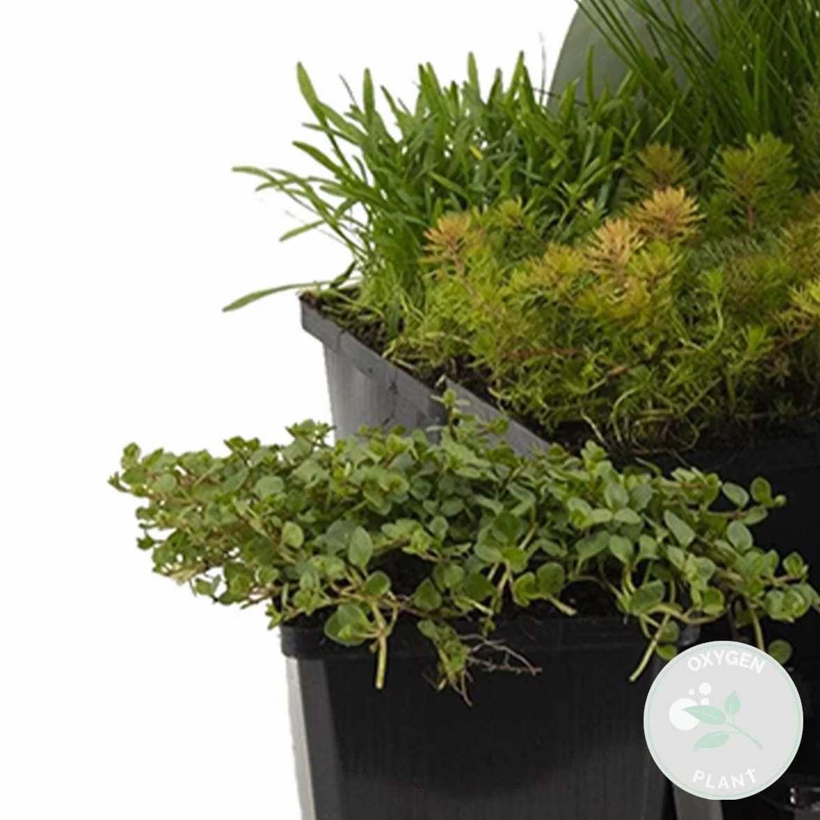 Bloomique Lot de 6 Plantes de Bassin Oxygénantes Hippuris Hydrocotyle Lilaeopsis Myriophyllum Rotala Scirpus Zone 5 Hauteur 15-25 cm Pot 9 cm