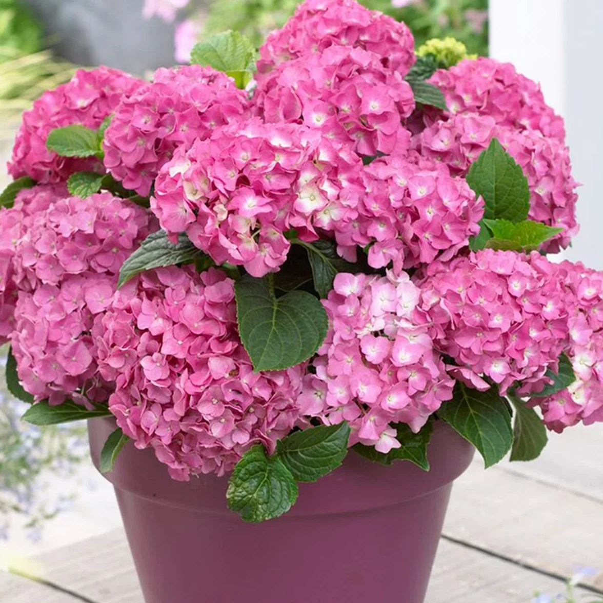 Bloomique Hydrangea Macrophylla Mélange 3 Rose Bleu Blanc Hortensia Commun Plantes de Jardin Rustique Hauteur 20-30 cm Pot 10,5 cm