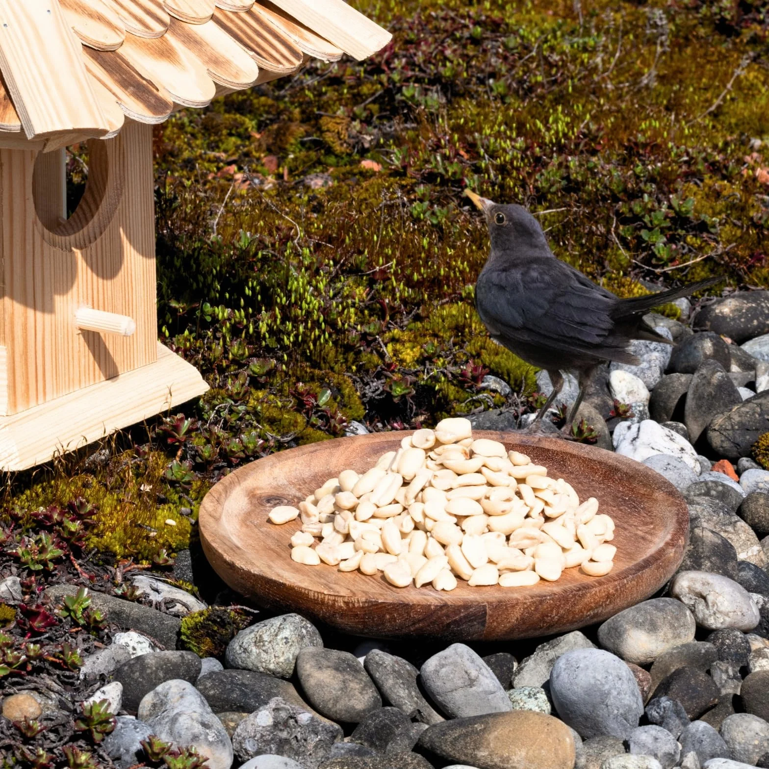 Lyra Pet® Graines de Cacahuètes Splits 20 kg pour Oiseaux Sauvages