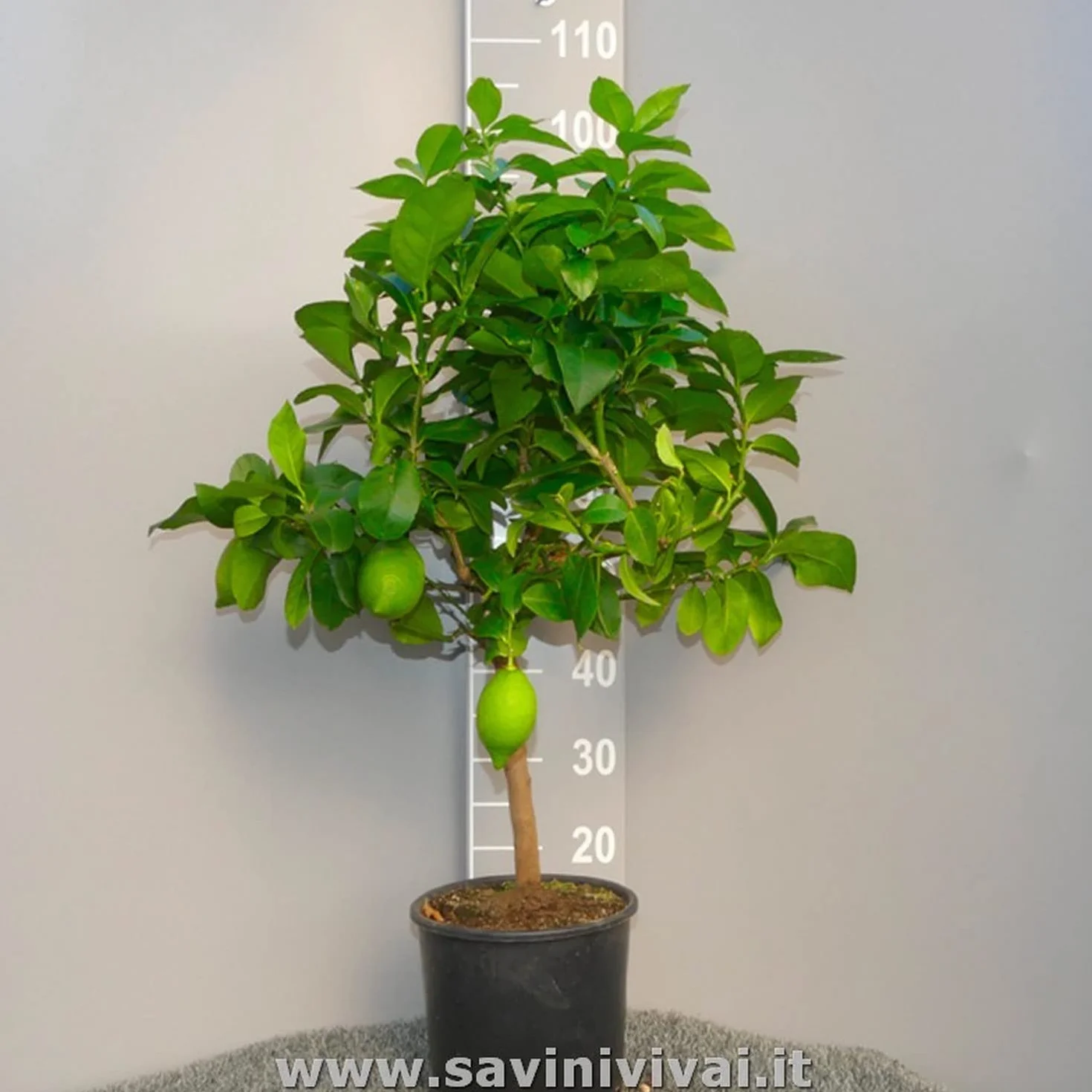 SAVINI VIVAI Citronnier Lunario plant en pot 20 cm hauteur 70 cm 2-3 ans greffage Italie