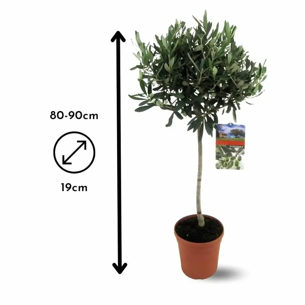 Olivier europaea Arbuste Méditerranéen 90-100 cm ⌀ 18 cm Plante d'Extérieur