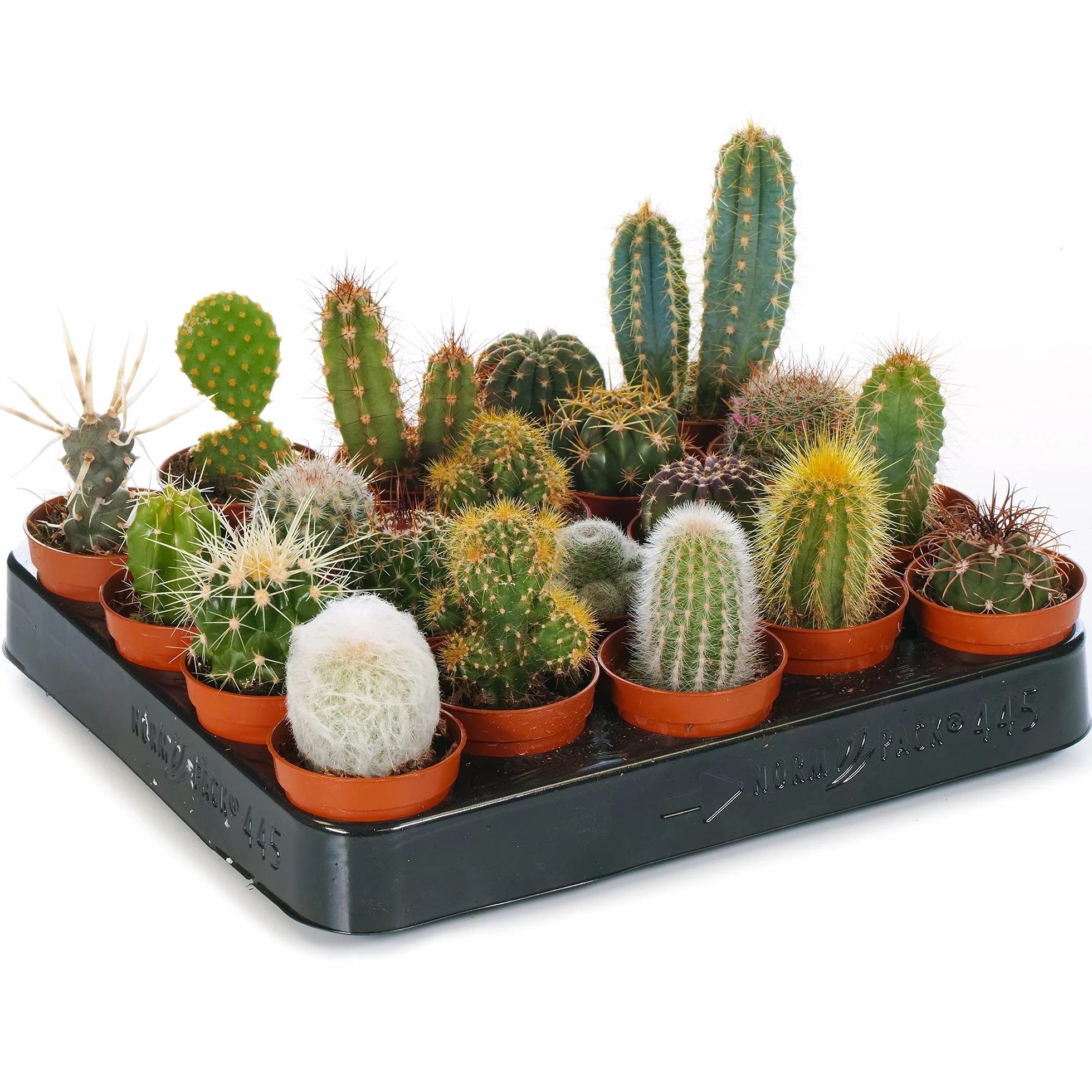 GardenersDream Ensemble Cactus et Plantes Grasses Naturelles 10 Plantes Succulentes